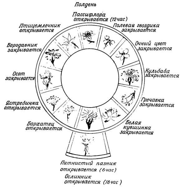 Живые часы - n07.jpg