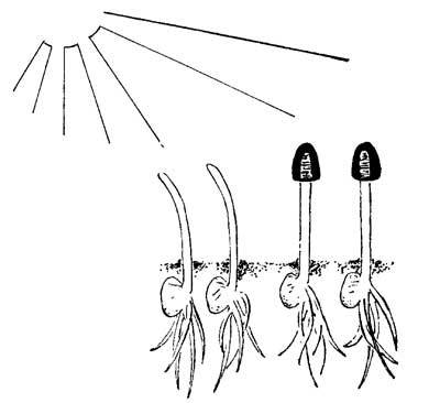 Живые часы - n13.jpg