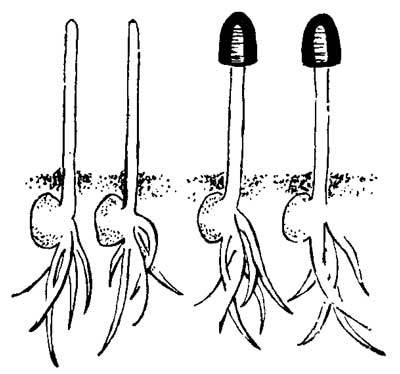 Живые часы - n14.jpg