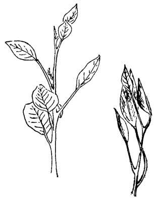 Живые часы - n16.jpg