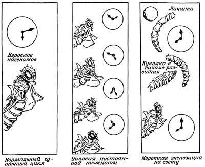 Живые часы - n56.jpg