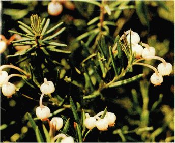 Мир зеленого безмолвия - image30.png