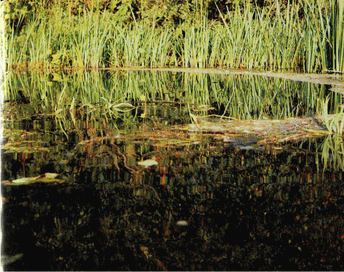 Мир зеленого безмолвия - image31.png