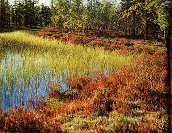 Мир зеленого безмолвия - image32.png