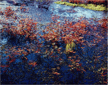 Мир зеленого безмолвия - image33.png