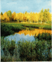 Мир зеленого безмолвия - image34.png