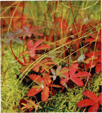 Мир зеленого безмолвия - image36.png