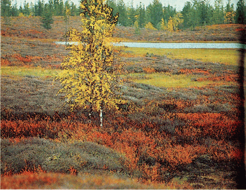 Мир зеленого безмолвия - image37.png