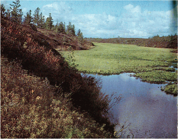 Мир зеленого безмолвия - image38.png