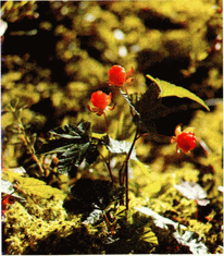 Мир зеленого безмолвия - image39.png