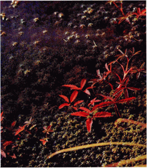 Мир зеленого безмолвия - image41.png