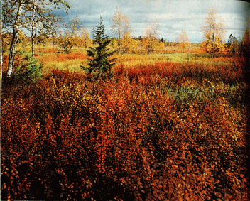 Мир зеленого безмолвия - image42.png