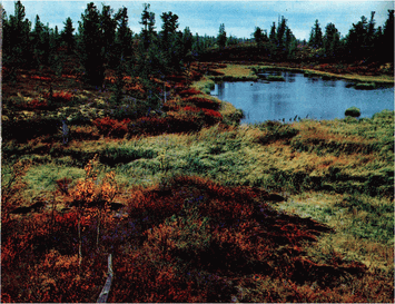 Мир зеленого безмолвия - image43.png