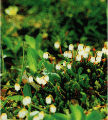 Мир зеленого безмолвия - image44.png