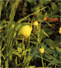 Мир зеленого безмолвия - image46.png