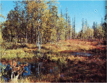 Мир зеленого безмолвия - image47.png