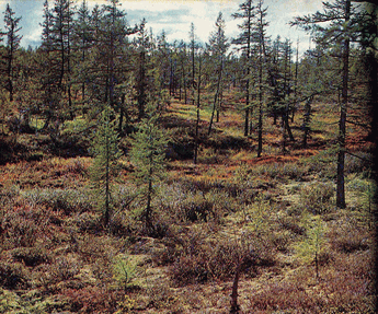 Мир зеленого безмолвия - image48.png