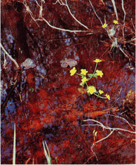 Мир зеленого безмолвия - image49.png