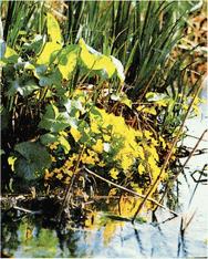 Мир зеленого безмолвия - image51.png