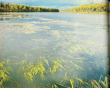 Мир зеленого безмолвия - image52.png