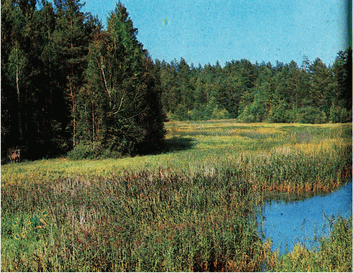 Мир зеленого безмолвия - image53.png