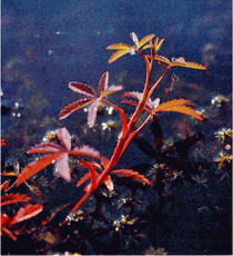 Мир зеленого безмолвия - image54.png