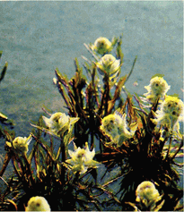 Мир зеленого безмолвия - image56.png