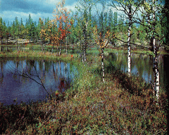 Мир зеленого безмолвия - image57.png