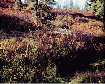 Мир зеленого безмолвия - image58.png