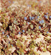 Мир зеленого безмолвия - image59.png