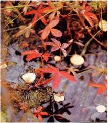 Мир зеленого безмолвия - image61.png