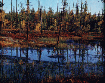 Мир зеленого безмолвия - image62.png