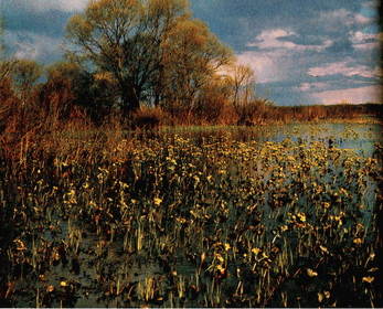 Мир зеленого безмолвия - image63.png