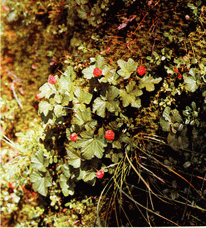 Мир зеленого безмолвия - image64.png