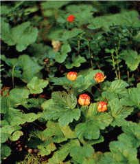 Мир зеленого безмолвия - image66.png