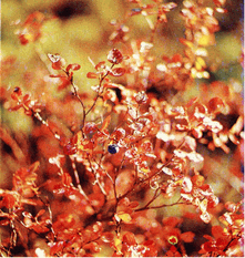 Мир зеленого безмолвия - image67.png