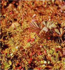 Мир зеленого безмолвия - image69.png