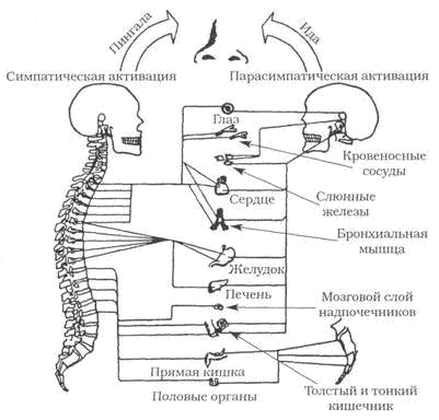 Древние тантрические техники йоги и крийи. Продвинутый курс - image099.png