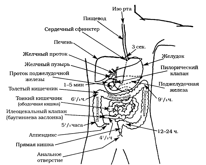 Древние тантрические техники йоги и крийи. Вводный курс - image049.png