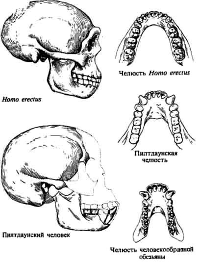 Люси. Истоки рода человеческого - J7100001.jpg