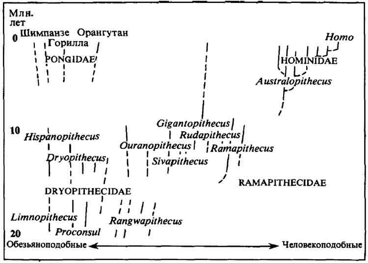 Люси. Истоки рода человеческого - J80y.jpg