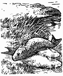 В краю непуганых птиц (сборник) - i_007.png