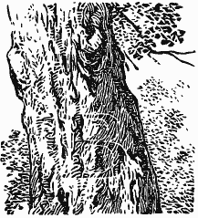 В краю непуганых птиц (сборник) - i_009.png