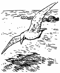 В краю непуганых птиц (сборник) - i_016.png