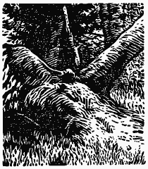 В краю непуганых птиц (сборник) - i_023.png