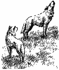 В краю непуганых птиц (сборник) - i_034.png