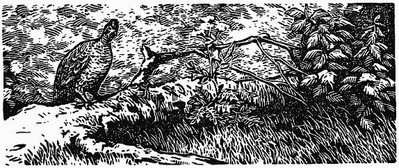 В краю непуганых птиц (сборник) - i_044.png