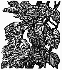 В краю непуганых птиц (сборник) - i_047.png