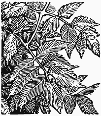 В краю непуганых птиц (сборник) - i_048.png