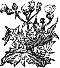 В краю непуганых птиц (сборник) - i_049.png